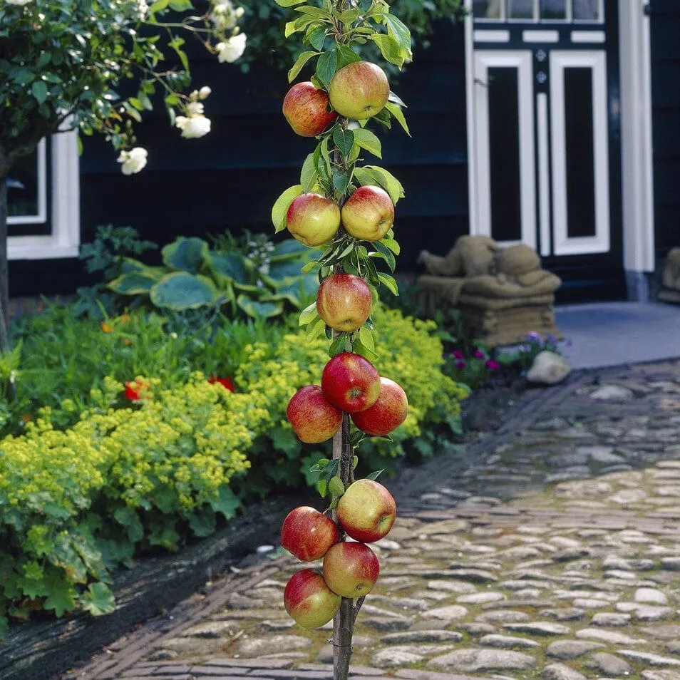 Cordon Apple Tree