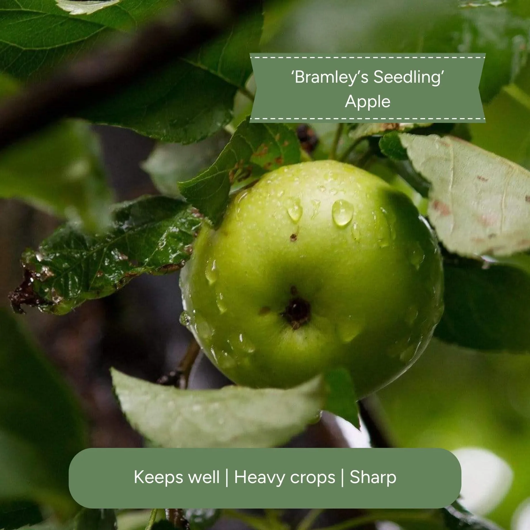 Cordon Apple Tree